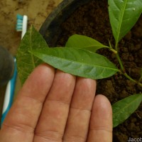Rinorea bengalensis (Wall.) Kuntze